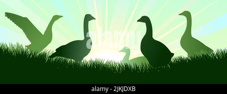 Gänse grasen. Ländliche Landschaft. Morgenhimmel und Sonne. Weide auf Wiese. Silhouette der Landschaft. Landwirtschaftlicher Vogel. Vektor Stock Vektor