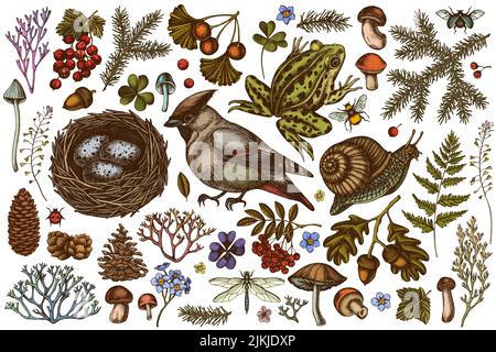 Geheimnisvolle Wald handgezeichnete Vektor-Illustrationen-Kollektion. Gefärbtes Wachsen, Schnecke, Nest, Schwimmfrosch, Moos, Fichtenzweig, Tannenzapfen, Pilze Stock Vektor