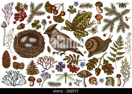 Geheimnisvolle Wald handgezeichnete Vektor-Illustrationen-Kollektion. Gefärbtes Wachsen, Schnecke, Nest, Schwimmfrosch, Moos, Fichtenzweig, Tannenzapfen, Pilze Stock Vektor