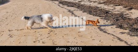 Eine Bobtail läuft nach einem Welpen König Charles, lustige Hunde Stockfoto