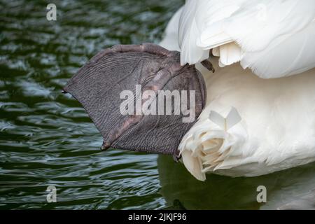 Eine Nahaufnahme des Rückens eines weißen Schwans, der auf dem Wasser schwimmt Stockfoto