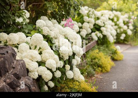 Blumenbeet mit Schneeballhortensie 'Annabelle'. Stockfoto