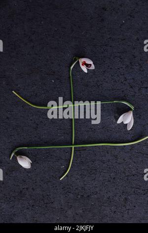 Drei Schneeglöckchen auf dunklem Steingrund Stockfoto