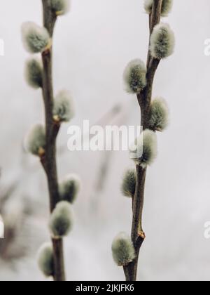 Eine vertikale, flache Fokusaufnahme eines Weidenzweiges (Salix caprea) mit blühenden flauschigen Knospen Stockfoto