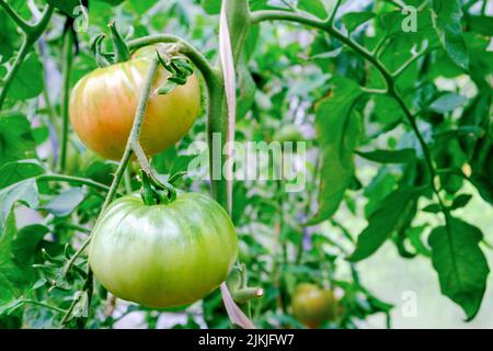 Große Tomaten auf einem Zweig reifen im Juli Stockfoto