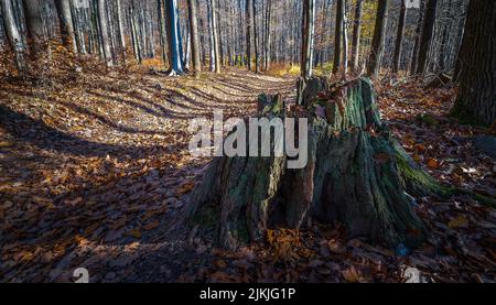 Ein alter fauler Stumpf im Wald der Slowakei Stockfoto