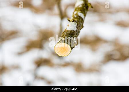 Streuobstschnitt, Ast mit Beschnitt, Winter, Apfelbaum Stockfoto