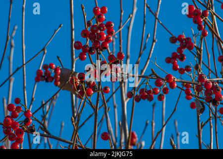 Ein natürlicher Blick auf Vogelbeeren vor einem klaren blauen Himmel Stockfoto