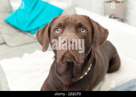 Ein brauner Lobradorhund, der auf dem Sofa liegt und den Fotografen ansieht Stockfoto