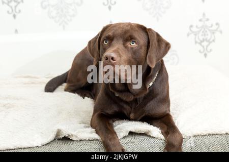 Ein brauner Logorhund liegt auf dem Sofa Stockfoto