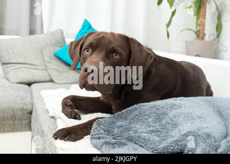 Ein brauner Logorhund liegt auf dem Sofa drinnen Stockfoto