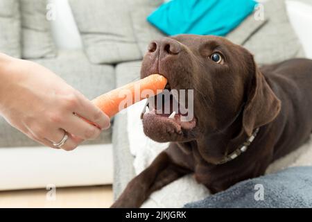 Ein brauner Lobradorhund liegt auf dem Sofa und isst von Hand eine Karotte Stockfoto