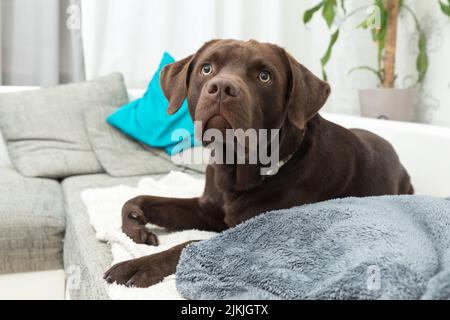 Ein brauner Logorhund liegt auf dem Sofa drinnen Stockfoto