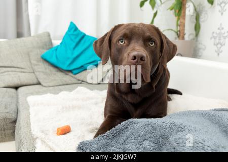 Ein brauner Logorhund liegt auf dem Sofa Stockfoto