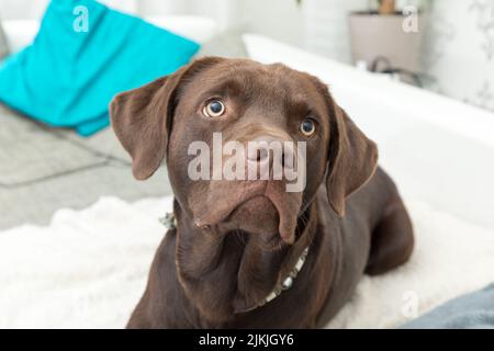Ein brauner Logorhund liegt auf dem Sofa drinnen Stockfoto