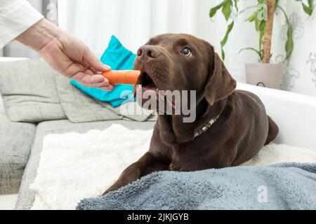 Ein brauner Lobradorhund liegt auf dem Sofa und isst von Hand eine Karotte Stockfoto