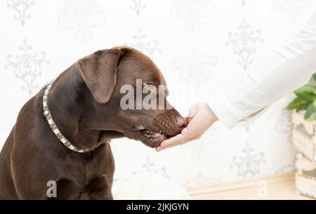 Ein brauner Lobradorhund liegt auf dem Sofa und isst von Hand Stockfoto