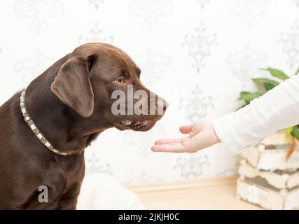 Ein brauner Logorhund sitzt auf dem Sofa und wartet auf den Befehl Stockfoto