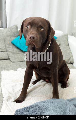 Ein brauner trauriger lobradorhund sitzt auf dem Sofa Stockfoto