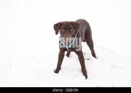 Ein brauner Lobradorhund, der auf einem schneebedeckten Feld steht Stockfoto