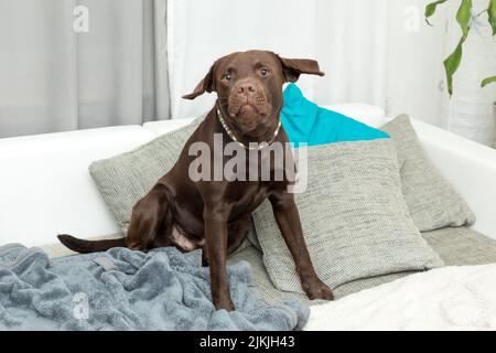 Ein brauner Logorhund liegt auf dem Sofa drinnen Stockfoto