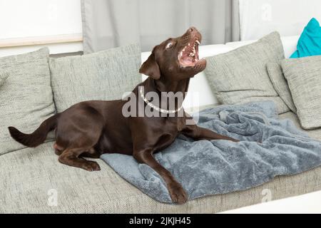 Ein brauner Lobrador Hund liegt auf dem Sofa und bellt Stockfoto