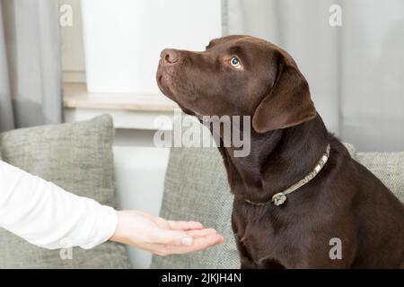 Ein brauner Logorhund sitzt auf dem Sofa und wartet auf den Befehl Stockfoto