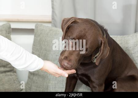 Ein brauner, auf dem Sofa sitzender Hund, der von Hand isst Stockfoto