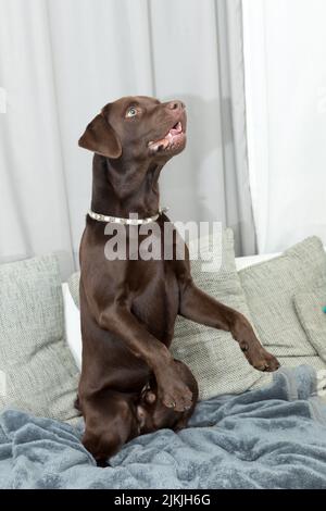 Ein brauner Hund spielt auf dem Sofa drinnen Stockfoto