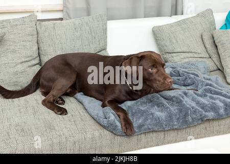 Ein brauner Logorhund liegt auf dem Sofa drinnen Stockfoto