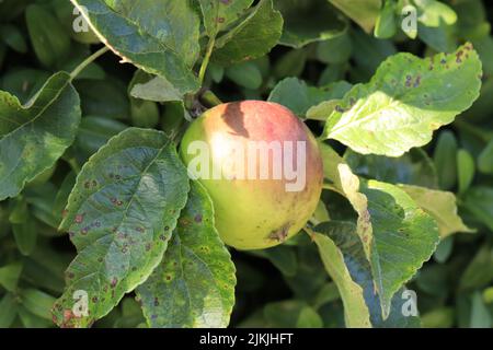 Eine Nahaufnahme eines einzelnen grünen Apfels, der an einem Ast zwischen den Blättern hängt Stockfoto