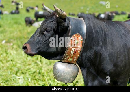 Porträt einer Kuh der Rasse Eringer bei einem Kuhkampf, Alp Odonne, Ovronnaz, Wallis, Schweiz Stockfoto