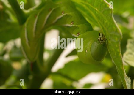 Nahaufnahme einer großen, leuchtend grünen Tomatenhornwurm-Raupe, die an der Unterseite eines Blattes einer Tomatenpflanze hängt Stockfoto