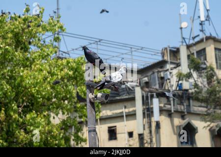 Die Nahaufnahme von zwei Tauben, die auf dem poal Dadar kabutarkhana Mumbai Maharashtra sitzen Stockfoto