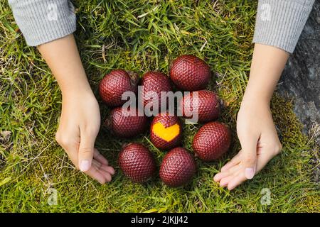 Ein Blick von oben auf die Hand der Person um die moriche Palmenfrüchte auf grünem Boden Stockfoto