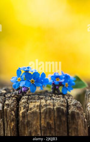Vergiss mich nicht auf Holzpfahl, Nahaufnahme Stockfoto