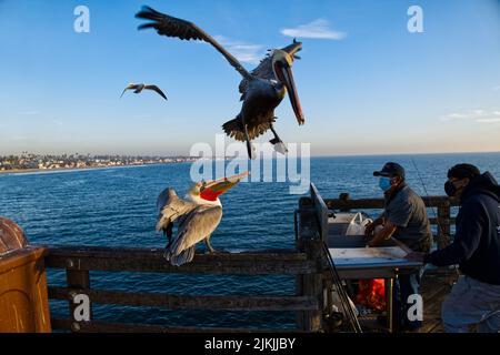 Eine Nahaufnahme von braunen Pelikanen, die auf dem Pier landeten, als Fischer ihre Take für den Tag schnitten. Stockfoto