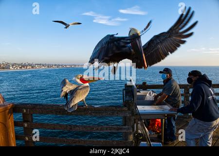 Eine Nahaufnahme von braunen Pelikanen, die auf dem Pier landeten, als Fischer ihre Take für den Tag schnitten. Stockfoto