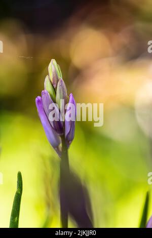 Funkien (Hosta) Blumen, Knospen, Nahaufnahme, Bokeh Hintergrund Stockfoto