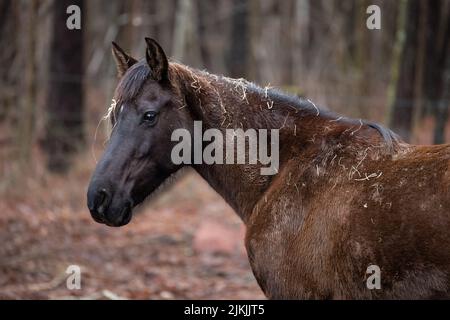 Ein Porträt eines wunderschönen Rocky Mountain Horse, das tagsüber im Wald mit Heu auf dem Kopf steht, mit verschwommenem Hintergrund Stockfoto