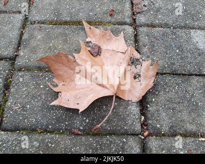 Die Nahaufnahme eines trockenen Ahornleads auf einem Asphaltboden Stockfoto