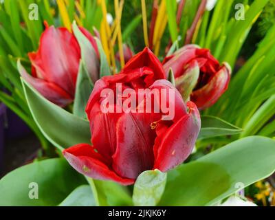 Die Nahaufnahme einer roten Emblazon-Tulpe Stockfoto