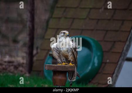 Eine Nahaufnahme des Sakerfalken auf dem Barsch, Falco cherrug. Stockfoto