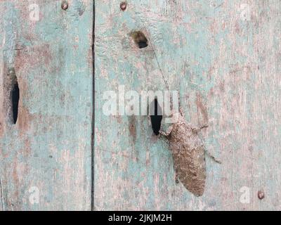 Nahaufnahme eines großen braunen Käfers auf der verwitterten Holzoberfläche Stockfoto