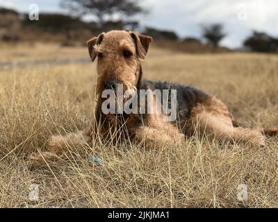 Eine Nahaufnahme eines niedlichen Airedale Terrier Hundes auf dem Braten Gras Stockfoto