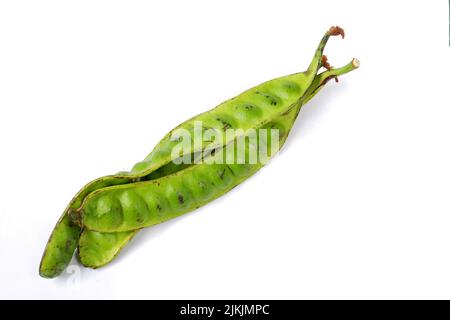 Parkia speciosa isoliert auf weißem Hintergrund Stockfoto