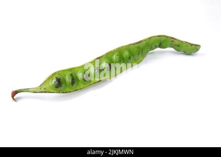 Parkia speciosa isoliert auf weißem Hintergrund Stockfoto