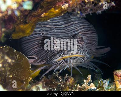 Der prächtige Krötenfisch (Sanopus splendidus) kommt nur auf der mexikanischen Insel Cozumel vor Stockfoto