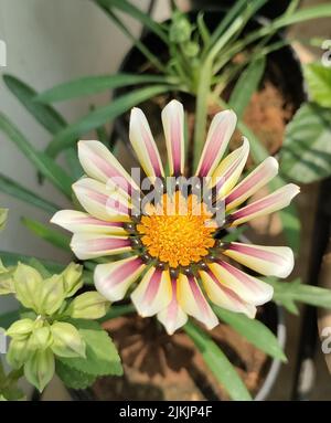 Eine Makroansicht einer Gazania-Blume im Topf zu Hause unter der Sonne Stockfoto