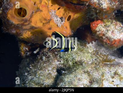 Ein junger französischer Angelfisch (Pomacanthus paru) in Cozumel, Mexiko Stockfoto